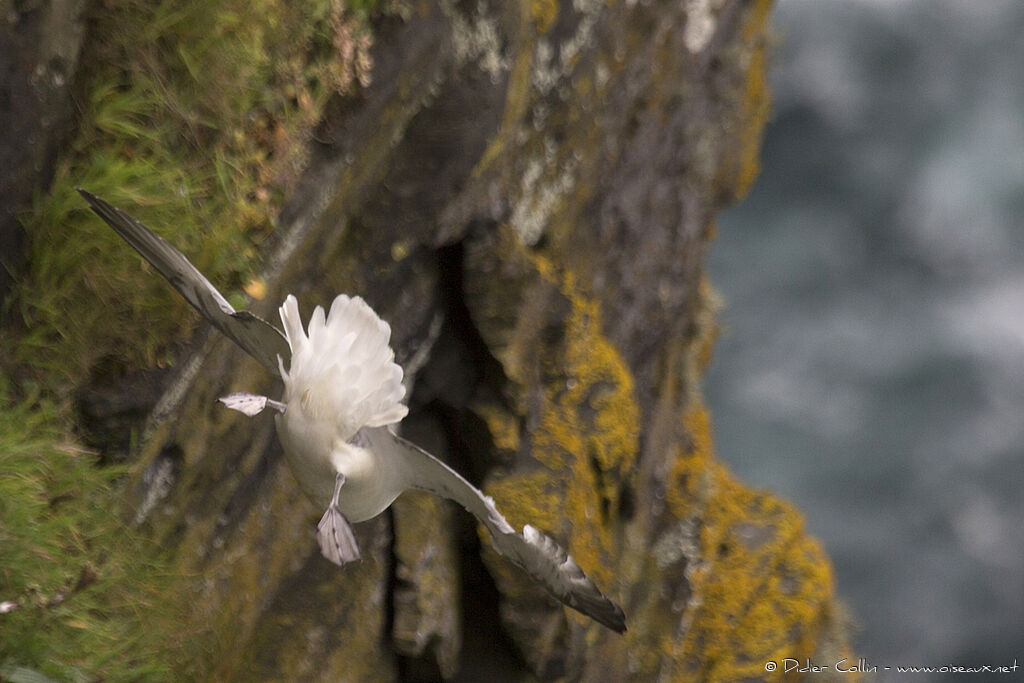 Fulmar boréaladulte, Vol