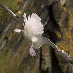 Fulmar boréal