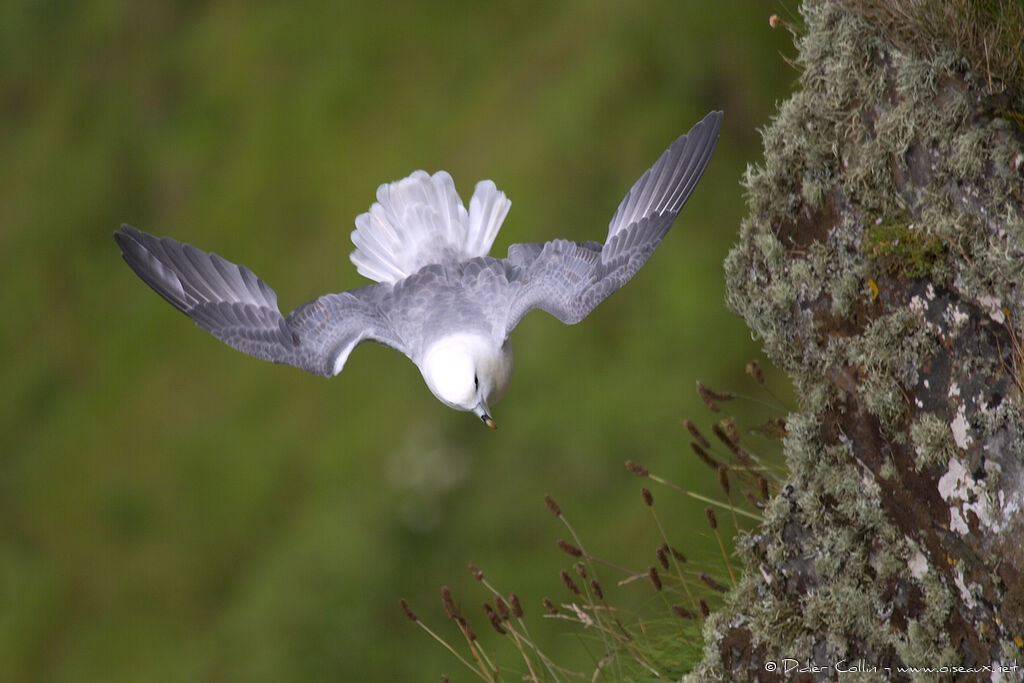 Fulmar boréaladulte, Vol