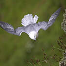 Fulmar boréal