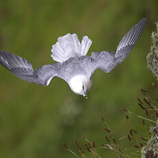 Fulmar boréal