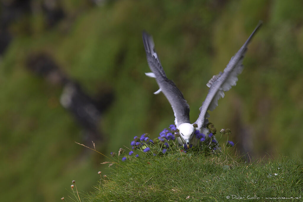 Fulmar boréaladulte, Vol, Comportement