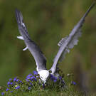 Fulmar boréal