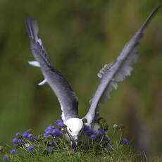 Fulmar boréal