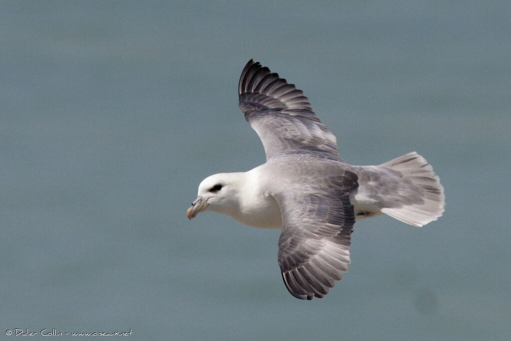 Fulmar boréal, Vol