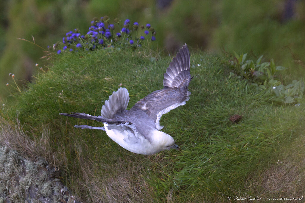 Northern Fulmaradult, Flight