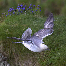 Fulmar boréal