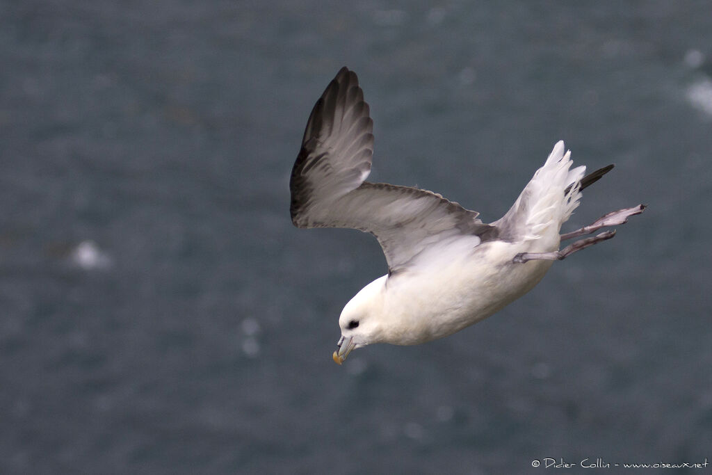 Fulmar boréaladulte, Vol