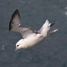 Fulmar boréal