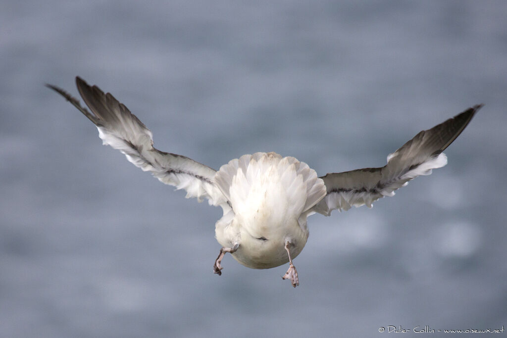 Fulmar boréaladulte, Vol