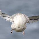 Fulmar boréal