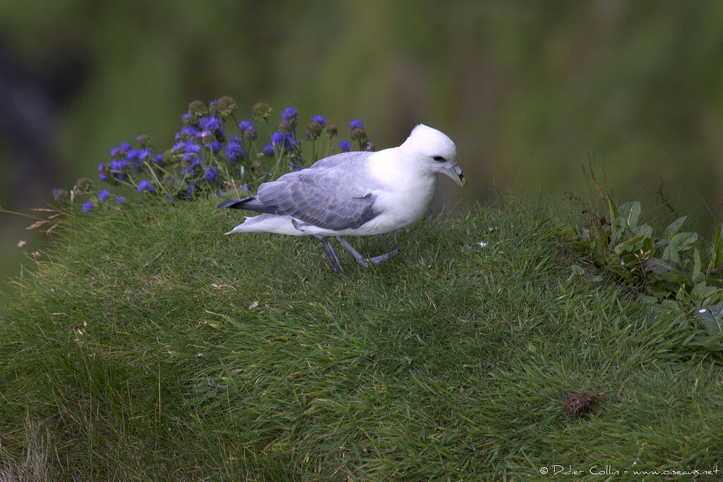 Fulmar boréaladulte