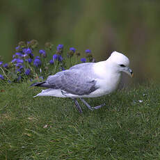 Fulmar boréal