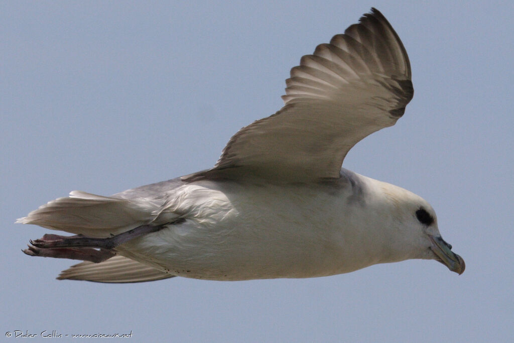 Fulmar boréal