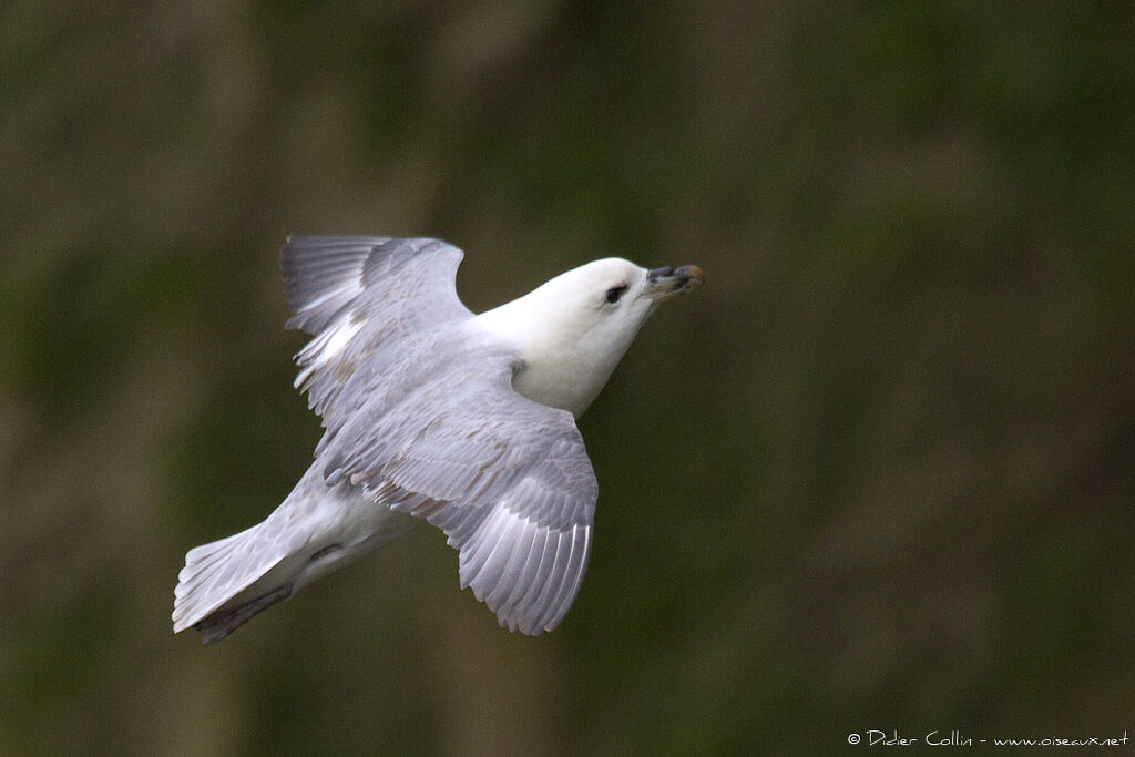 Fulmar boréaladulte, Vol