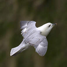 Fulmar boréal