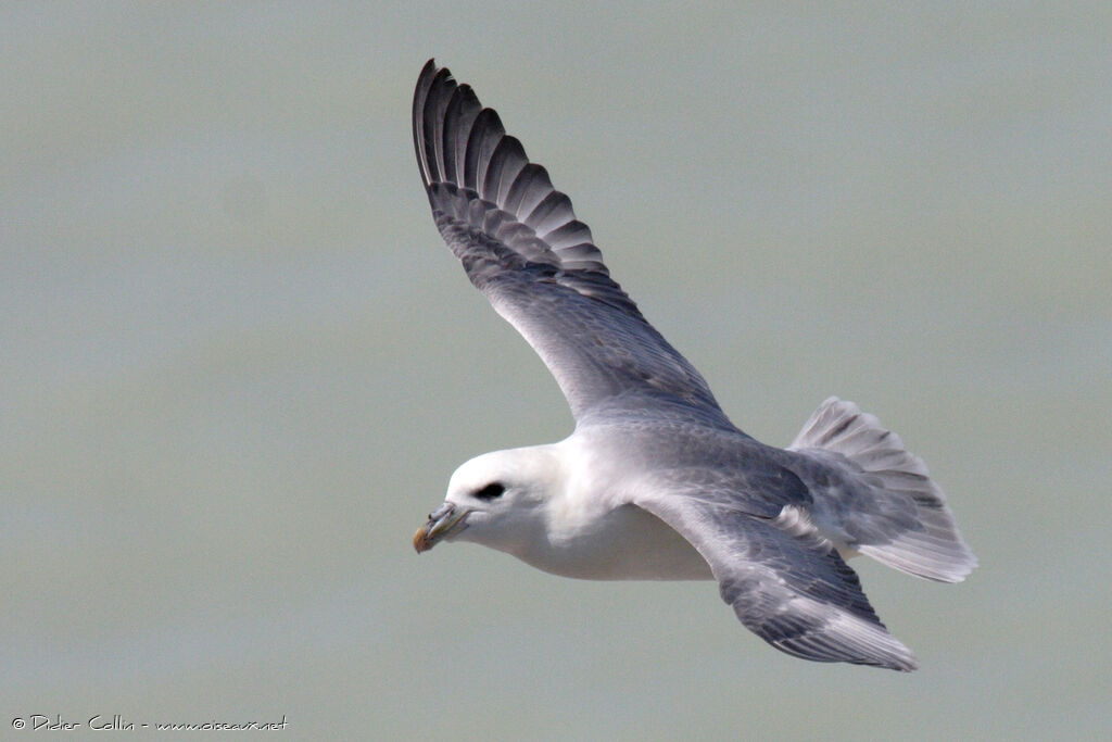 Fulmar boréal