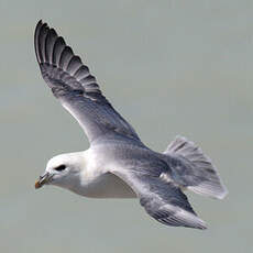 Fulmar boréal