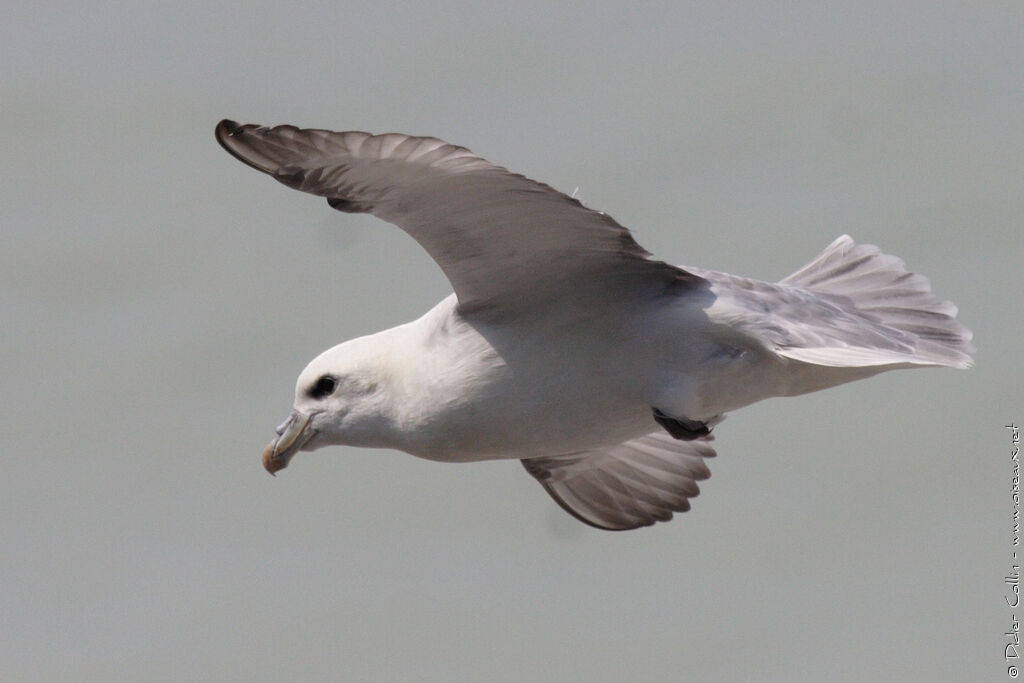 Fulmar boréal