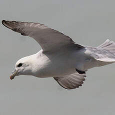 Northern Fulmar