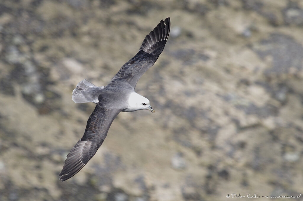 Northern Fulmar