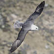 Fulmar boréal