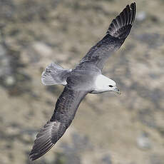 Fulmar boréal