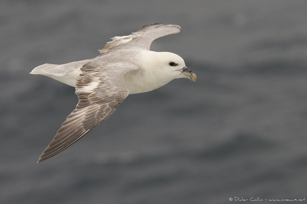 Fulmar boréal, Vol