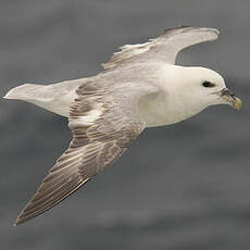 Fulmar boréal