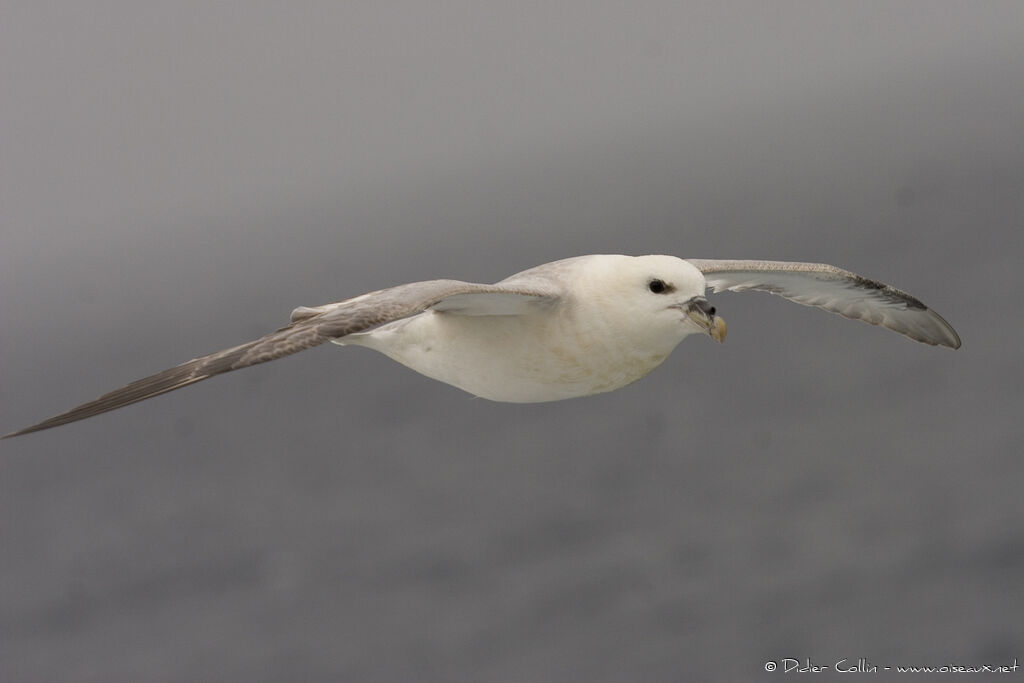 Fulmar boréal