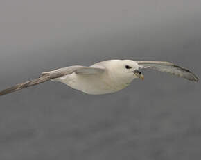 Fulmar boréal