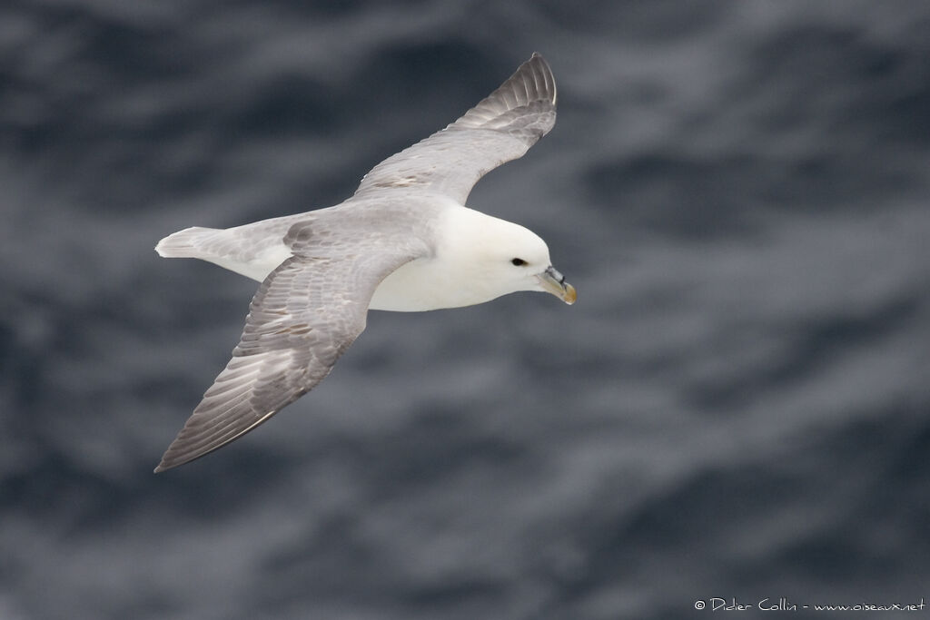 Fulmar boréal