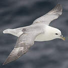 Fulmar boréal