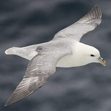 Northern Fulmar