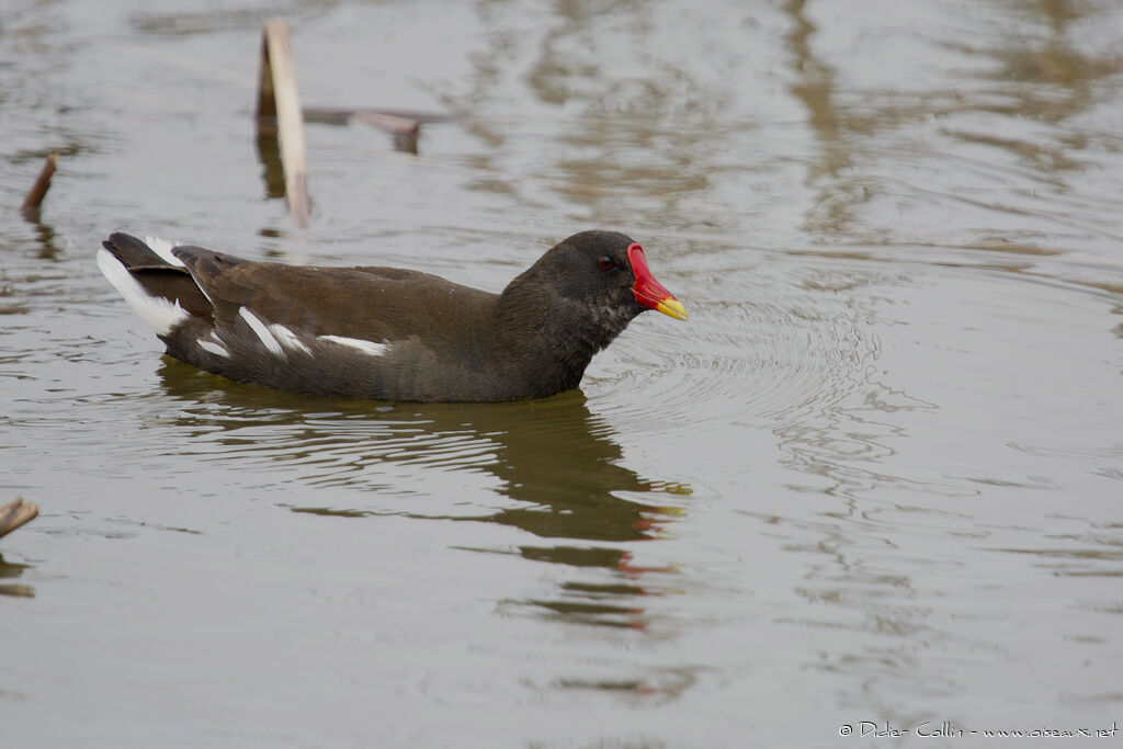 Gallinule poule-d'eau mâle adulte, identification