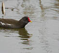 Gallinule poule-d'eau