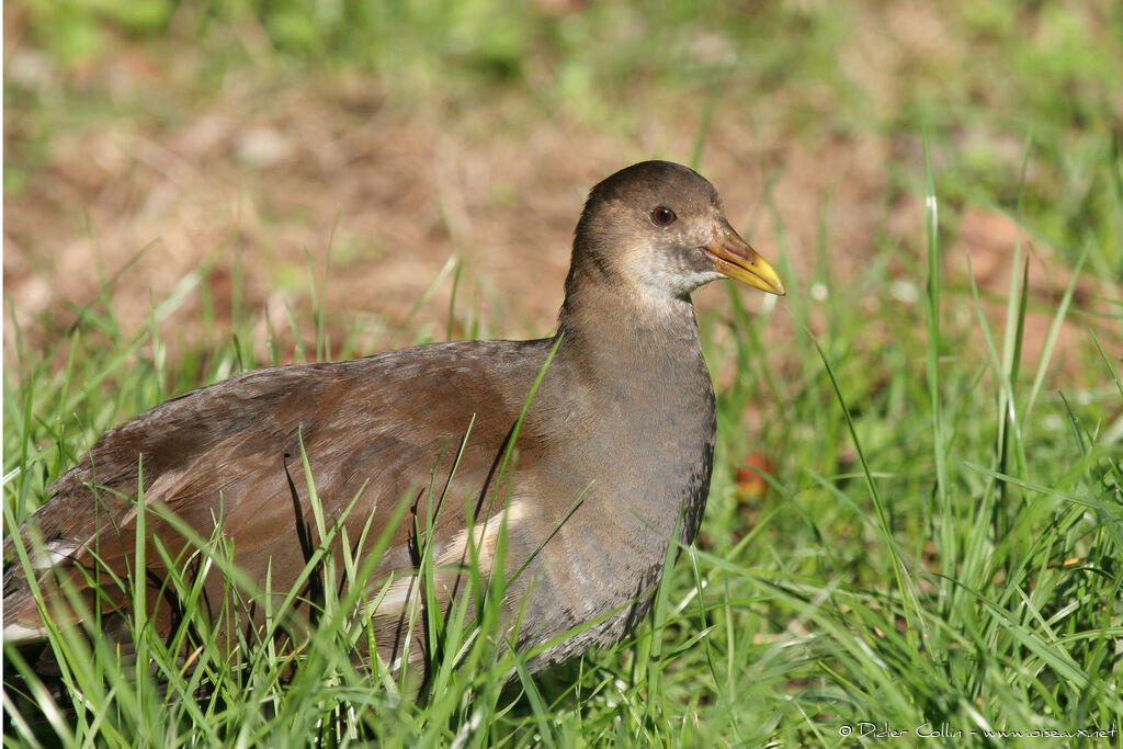 Gallinule poule-d'eau