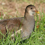 Gallinule poule-d'eau