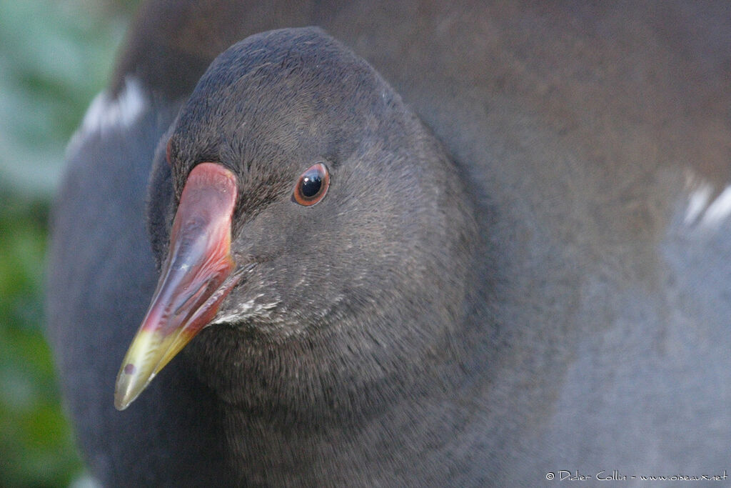 Common Moorhen