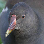 Gallinule poule-d'eau