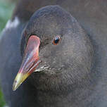 Gallinule poule-d'eau