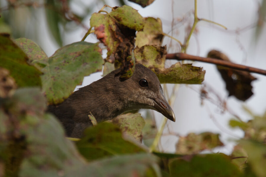 Common Moorhen female