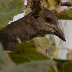 Common Moorhen