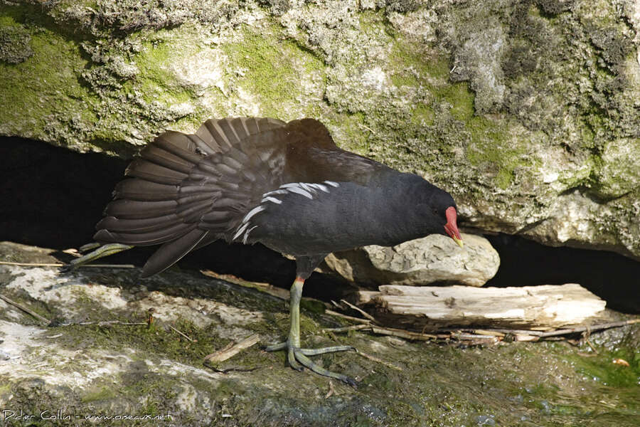 Gallinule poule-d'eau mâle adulte nuptial, Comportement