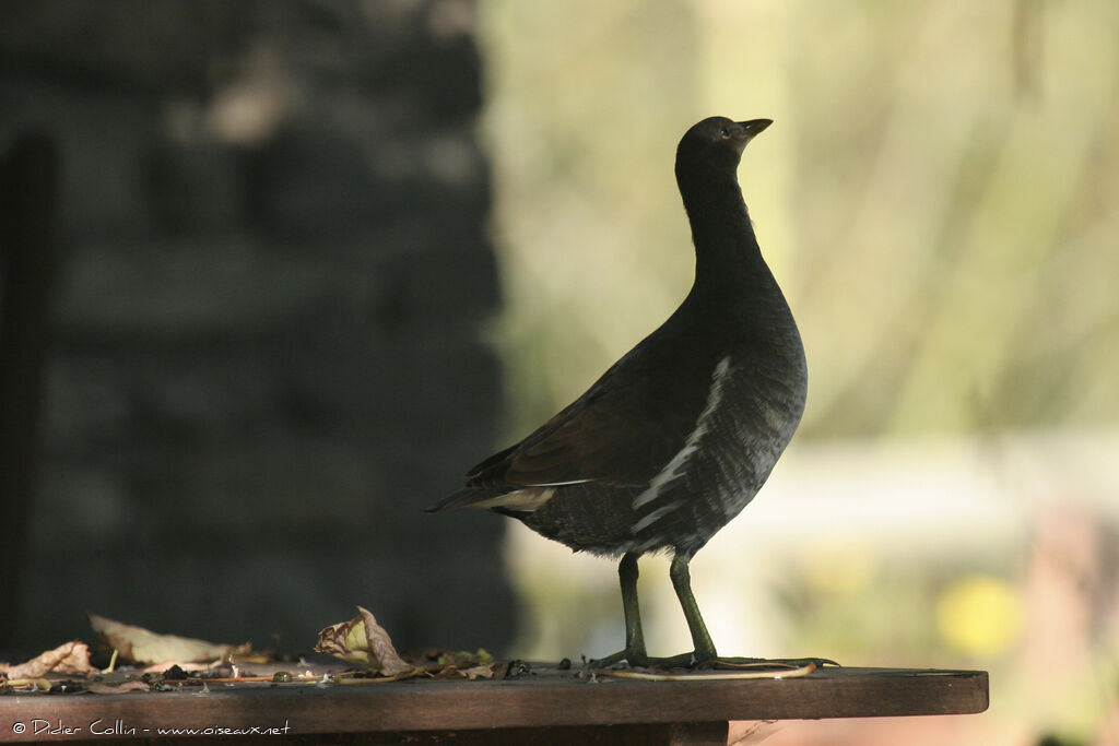 Common Moorhen, identification