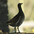 Gallinule poule-d'eau