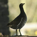 Gallinule poule-d'eau