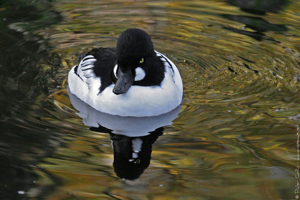 Common Goldeneye male adult