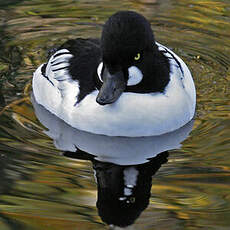 Common Goldeneye