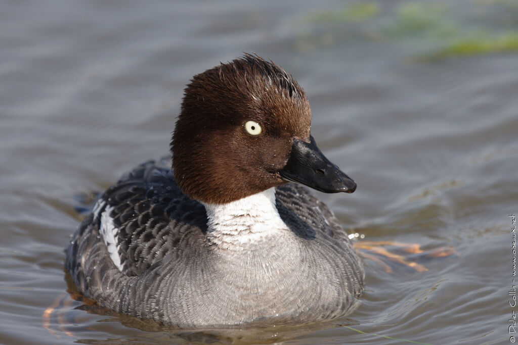 Common Goldeneye female adult